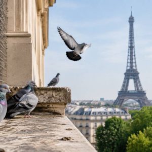 Dépigeonnisation à Paris : quelles solutions contre les nuisances des pigeons ?